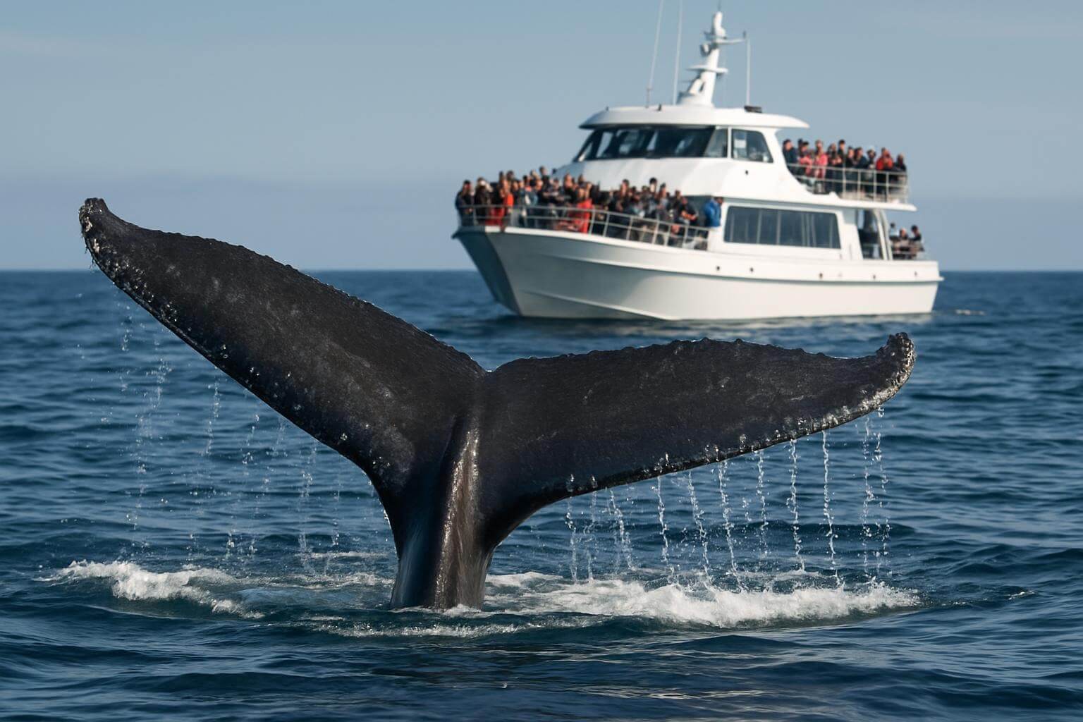 Whale tail fluke diving near whale watching tour boat in Azores waters