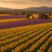 Aerial view of sunflower fields in Provence France during golden hour with lavender rows and traditional farmhouse