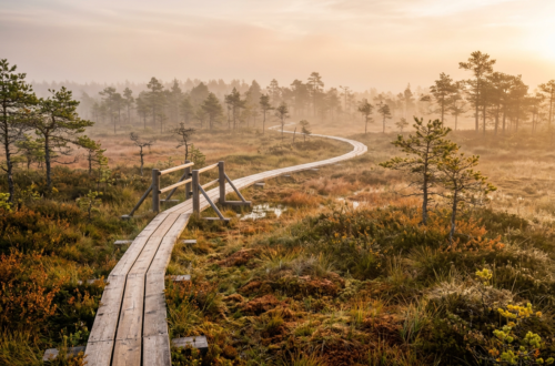 Wooden boardwalk trail crossing the open peat bog of Viru Raba in Lahemaa National Park, Estonia
