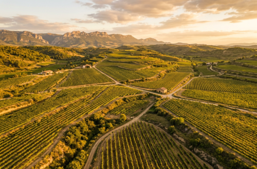 Vineyard rows in La Rioja, Spain at golden hour